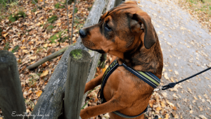 16 Amazing Off-Leash Dog Parks in Durham Region