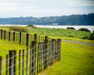 16 Of The Best Dog Parks In Auckland And Where To Find Them