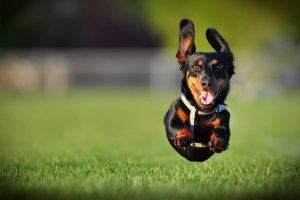 Off-leash Dog Parks Near Awesome Playgrounds
