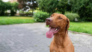 5 Best Off-leash Dog Parks in New Jersey