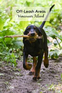 Off-Leash Dog Parks on Vancouver Island
