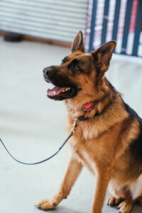 Teach Any Dog Reliable Off Leash Recall with an E-Collar