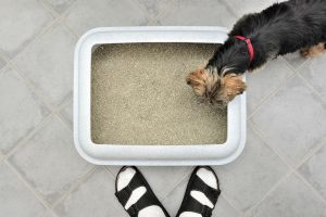 Indoor Potty Training for Puppies