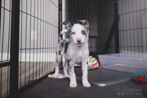 How to Set Up a Puppy Playpen

June 10, 2022