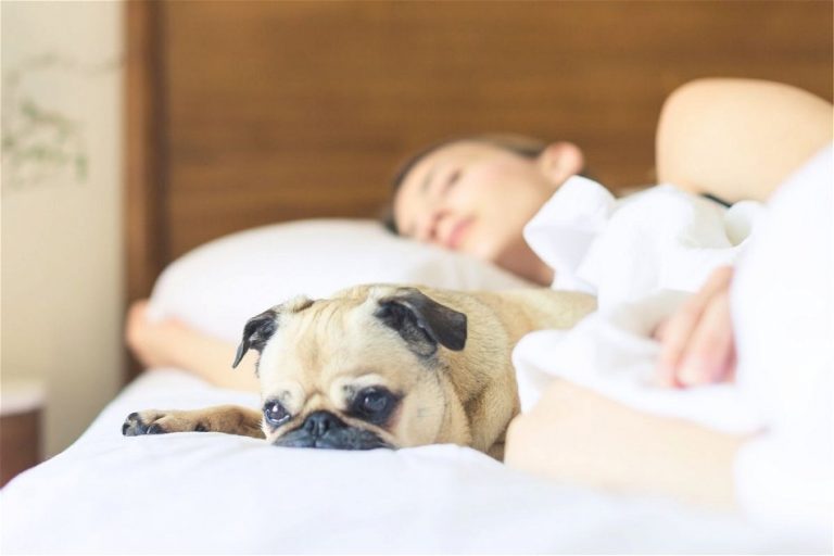 Dog Wakes Up Too Early? Why It Happens And How To Get Your Dog To Sleep Late