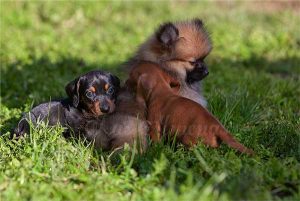 What are the calmest small dog breeds? - Las Almenas