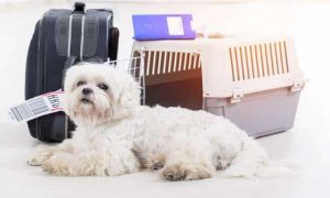 United Airlines Pet Policy: Everything You Need to Know in 2024