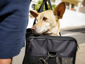 How To Prepare Your Pet for Long-Distance Shipping With United Airlines
