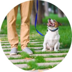 Off-Leash Dog Training - The Full Guide