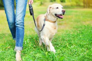 What to Do if Your Dog Gets Away From You