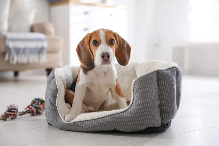 Why Are Dog Beds So Expensive? (Top 10 Reasons)