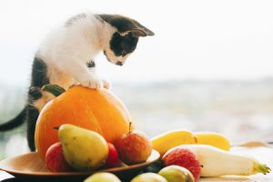 The Benefits of Feeding Pumpkin to  Cats