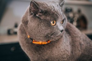 The benefits of raw cat food