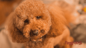 Best Cavoodle Grooming Guide – 6 Simple Steps