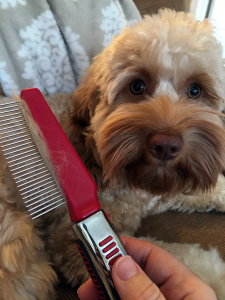 How to Brush Your Australian Labradoodle