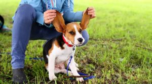 Best Brushes For Beagles
