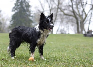 The best ways & tools on how to groom a Border Collie