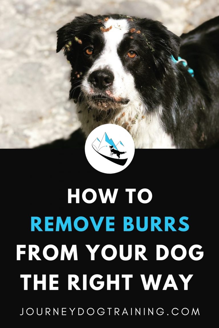 How to Remove Burrs, Stickers, and Dreadlocks from Your Dog