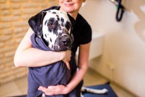 How to Groom a Dalmatian: 7 Expert Tips