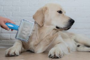9 Best Dog Brushes for Shedding in 2024 – Reviews & Top Picks