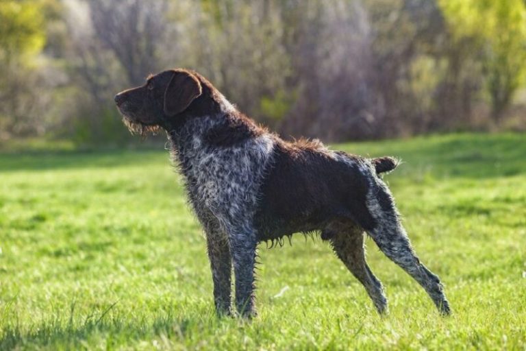 How to Groom a German Wirehaired Pointer: 9 Expert Tips