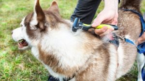 Best Dog Brushes For Siberian Huskies: Ratings & Reviews