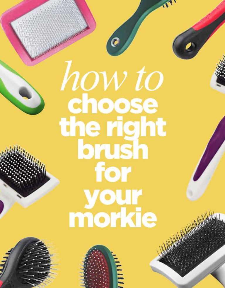 How To Choose The Right Brush For Your Morkie