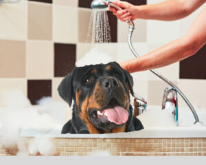 Your Complete Guide To Rottweiler Grooming 