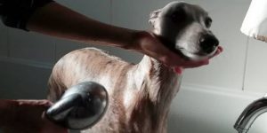 Whippet Grooming – How to Groom Short Haired Dogs