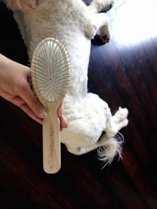 Best Brush For Whoodle: Recommended By Doodle Owners & Pro Groomers