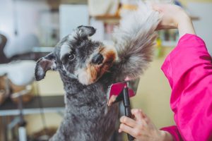 10 Best Brushes for Miniature Schnauzers — 2024 Reviews & Top Picks