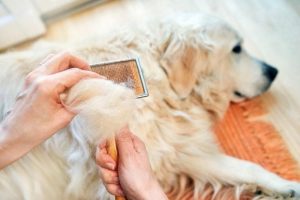 8 Best Dog Brushes for Matted Hair in 2024: Reviews & Top Picks