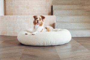 How do Kmart dog beds stack up to other brands?
