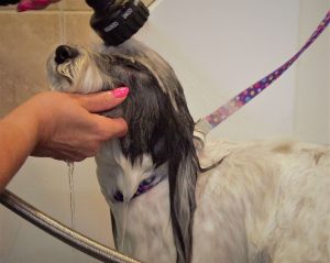 The Importance of Brushing & Combing Your Dog After Every Bath