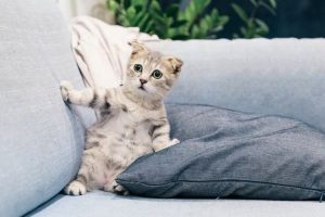 StayCATion: 15 Cat Boarding Services Your Fussy Feline Will Enjoy
