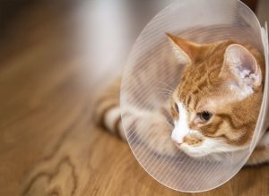Caring for Your Cat After Surgery