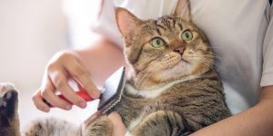 The 10 Most Important Beginner Cat Care Rules to Follow