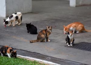 Cat licensing scheme to take effect on Sept 1; up to 2 allowed in each HDB flat
