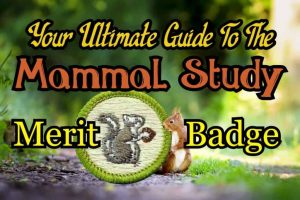The Mammal Study Merit Badge: Your Ultimate Guide in 2024