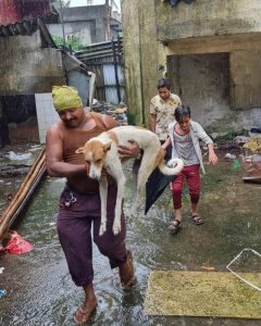 Surat Animal Helpline Numbers to Rescue Animals in Distress