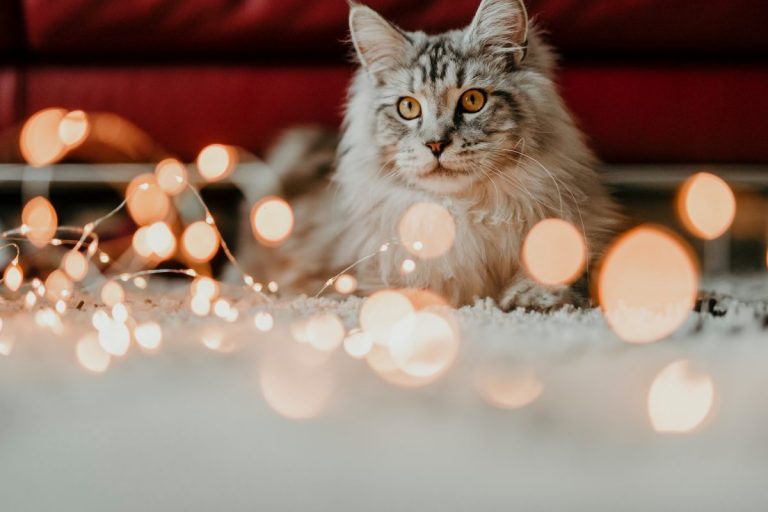 Taking Care of Your Cat at Christmas