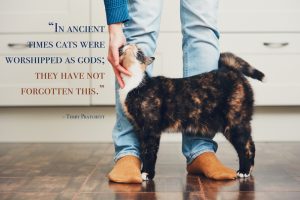 45 Best Cat Quotes for Every Occasion