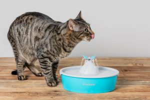 Cats 101: Basic Health & Care Tips to Keep Your Cat Healthy