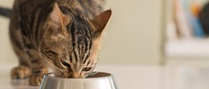 Cat Care 101: 8 Tips for A Happy and Healthy Kitty