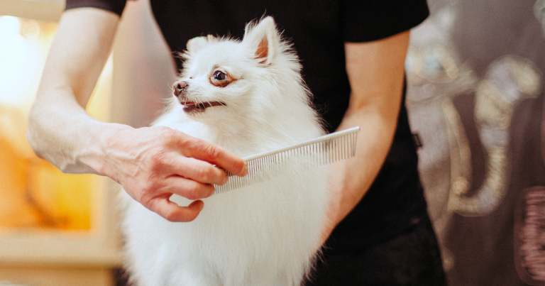 Pet Grooming: Mats, Tangles and Daily Maintenance