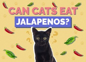 Can Cats Eat Jalapeños? Nutritional Facts & Safety Guide