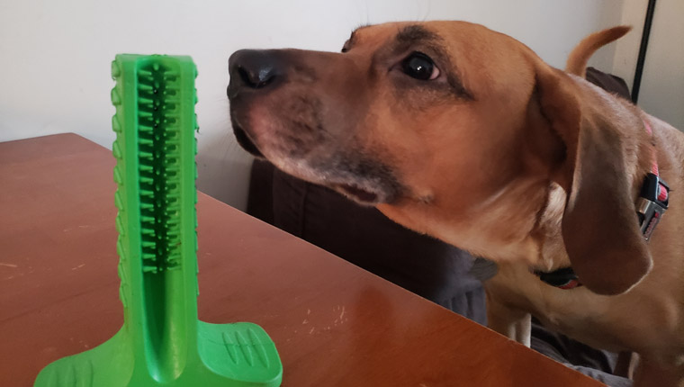 DogTime Review: Is Bristly A Toothbrush, A Chew Toy, Or Both?