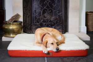 Dog Beds for Labradors