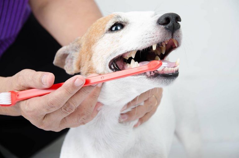 Brushing a Dog’s Teeth: Best Way, Products & Alternatives