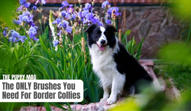 Best Brushes For a Border Collie (The Only 2 You Need!)